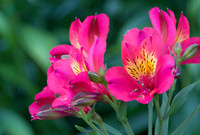 Gamble Garden, June 19, 2011