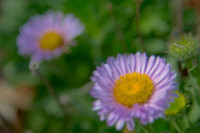 Autofocus missed, but there still seemed to be something there.