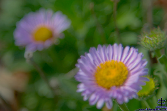 Autofocus missed, but there still seemed to be something there.