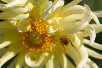 The bee was actually leaving the flower in this shot; captured at Stanford Shopping Center in Palo Alto.