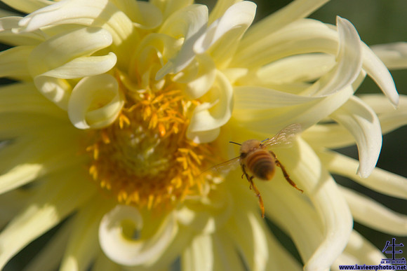 The bee was actually leaving the flower in this shot; captured at Stanford Shopping Center in Palo Alto.