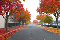 Autumn Leaves