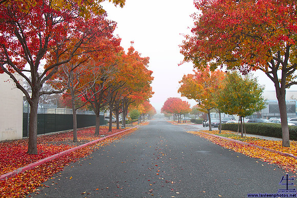 The fog made a nice contrast against the leaves; this shot was taken at the NASA Ames Research Center. (Standing in the middle of the road, don't tell anyone.)