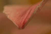 Flower petal