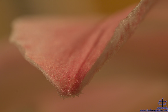 Flower petal