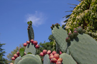 Maylene's Garden 5-12-2012