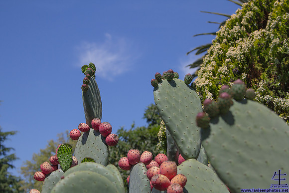 Prickly pear