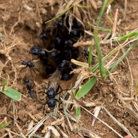 The ants say "Hello!"
