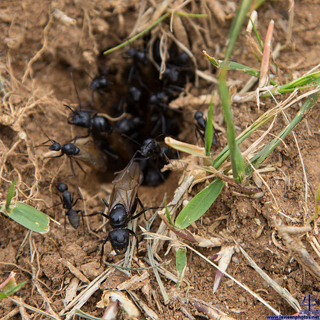 The ants say "Hello!"