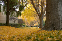 Middlefield Ginko Leaves