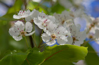 Moffett Field morning blossoms 2-17-2012