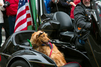 Lulu rides in style