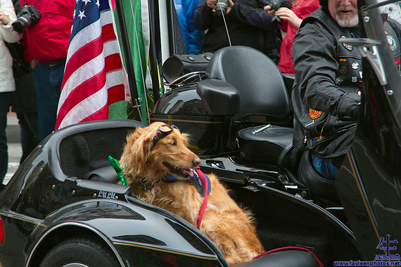 Lulu rides in style