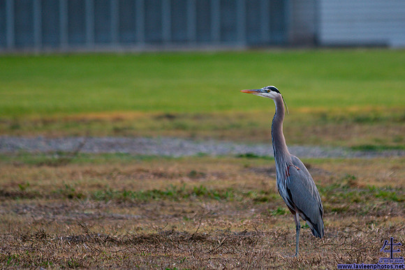 Great blue heron at the NASA Ames Research Center