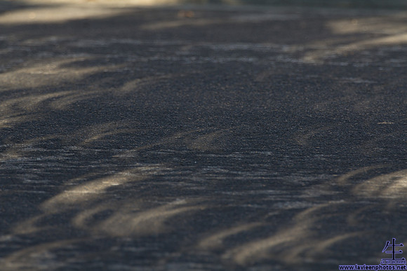 The sun's shape projected on the road through the trees