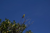 IMG_8210