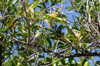 Finch drying off after the birdbath