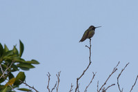 IMG_8605