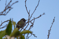 IMG_8595